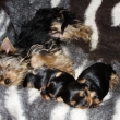 Archie a nov� �t���tka