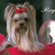 Prad�de�ek Handsome Roy