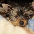 Archie spink�