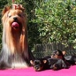 Babi�ka Priscilla