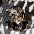 Archie na�e ch�va.Bude dobr� tat�nek