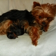 Adelle