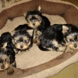 �t���tka 2 m�s�ce