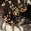 �T���TKA Gee Gee s Archikem a Adelkou